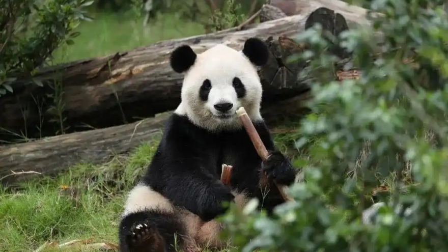 Trung Quốc và Mỹ khởi động “ngoại giao gấu trúc” trước thềm gặp thượng đỉnh